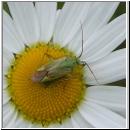 Closterotomus norwegicus - Zweipunktige Wiesenwanze 04.jpg